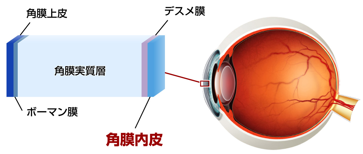 角膜内皮状態測定